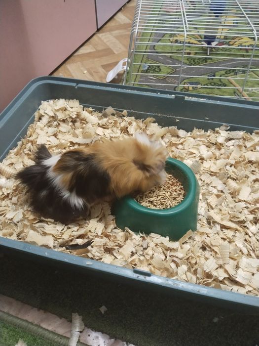 Продам морскую свинку