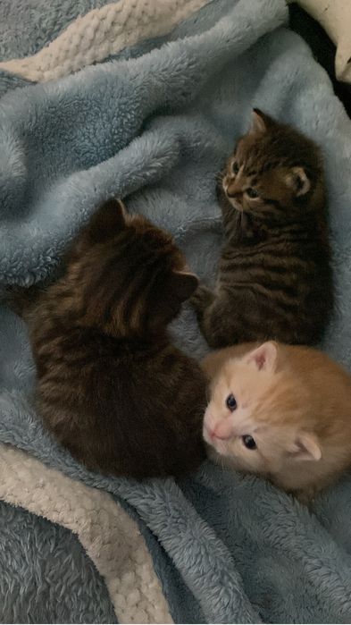 3 котёнка мальчика в добрые руки