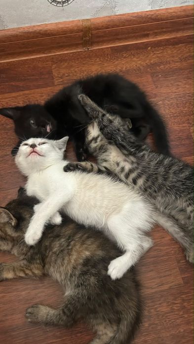 Котенки.        .