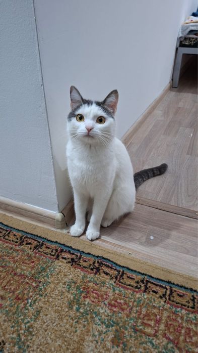 Отдам кота бесплатно