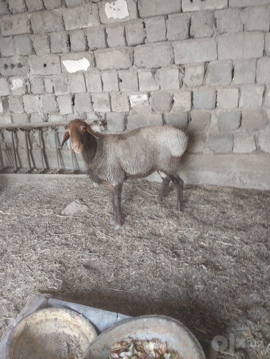 Qazoqi Quy va Hisori Quchqor sotiladi