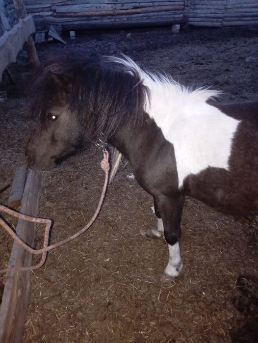 Продам пони жеребчик и кобылка