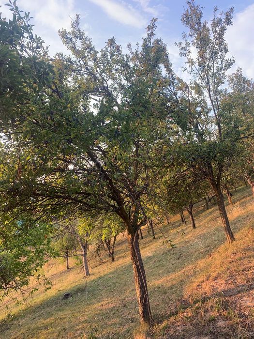 Prune de vânzare pentru țuică