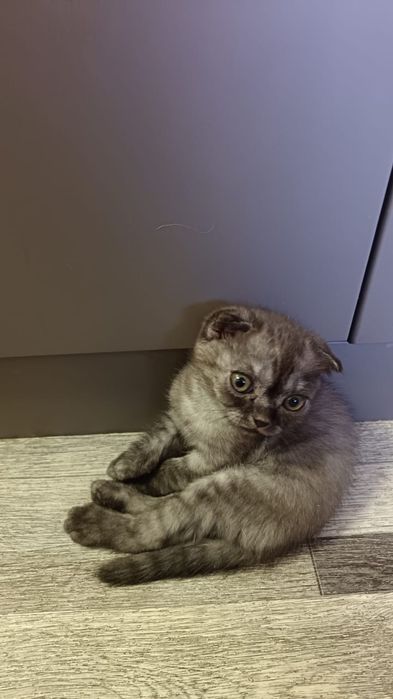 Продам котёнка Скоттиш Фолд.