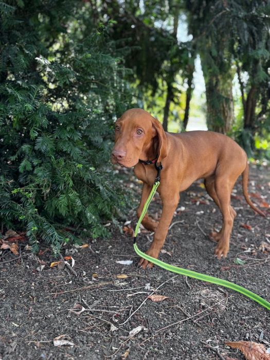 Vizsla in cautare de familie