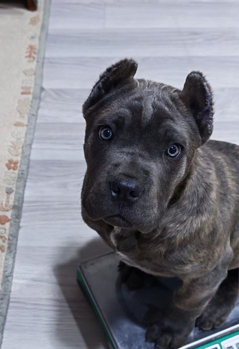 Щенок Кане-Корсо