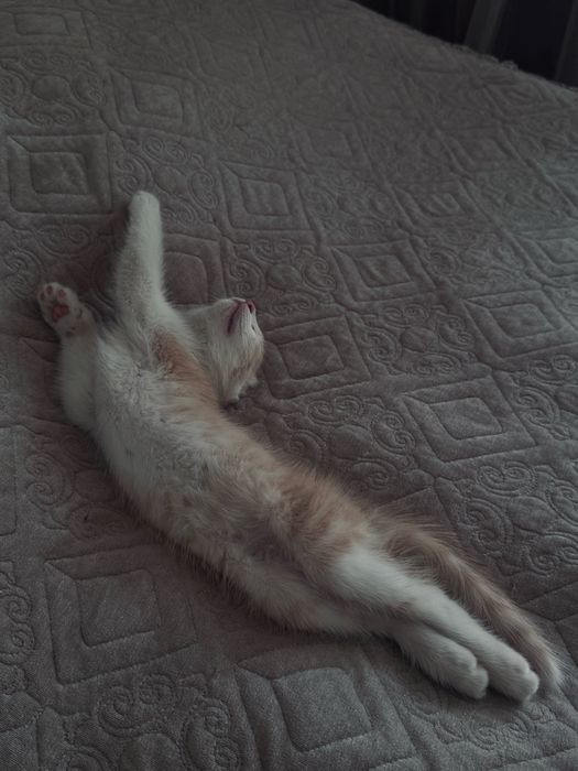 Отдам бесплатно кота в добрые руки