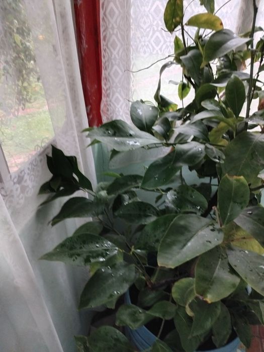 Lămâie altoiți 2 tulpini