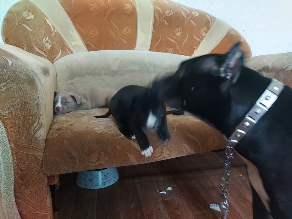 Продам щенков породы Американский питбуль