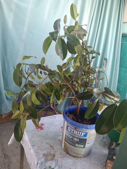 Продам фикус большой