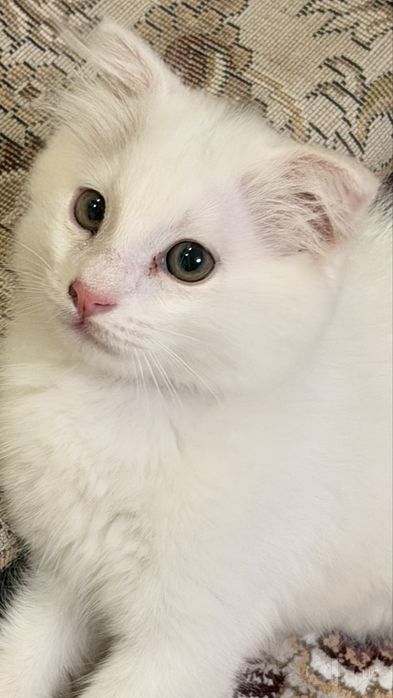 Продаётся котёнок Scottish Fold, мальчик, 2 месяца