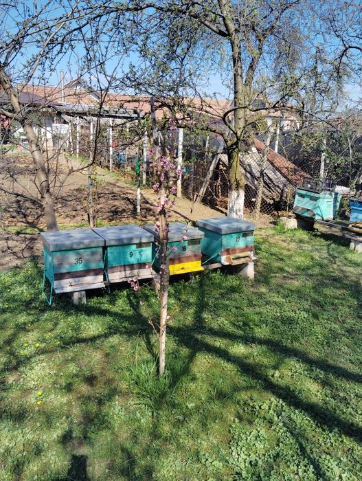 Vând stupi (albine)