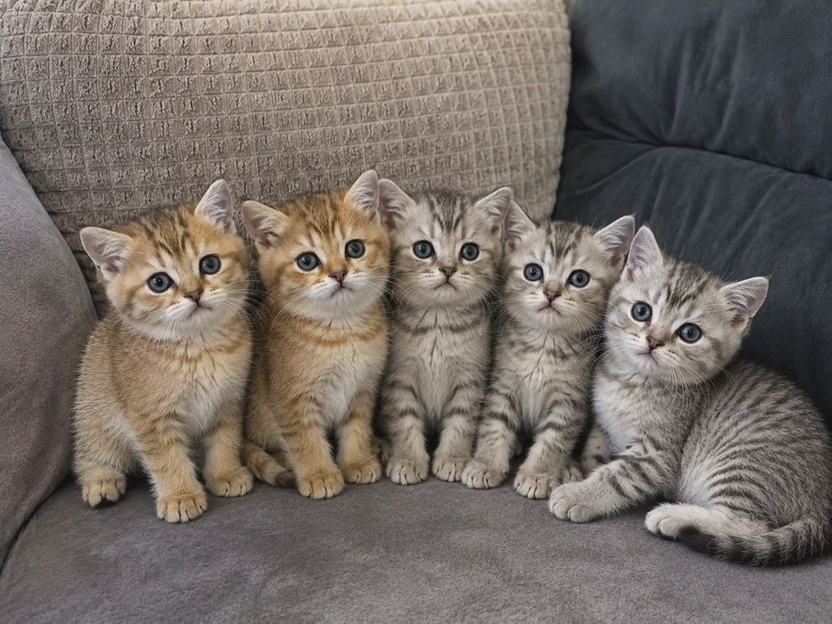 Котята Шотландцы