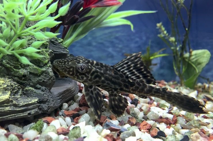 Плекостомус рыбка фото Плекостомус рыбка фото