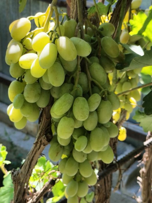 Продам виноград дамский пальчик