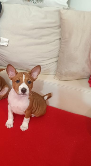 Basenji maro cu alb din părinți import, pedigree FCI !!!