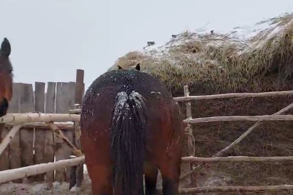 Продам жеребца!!!