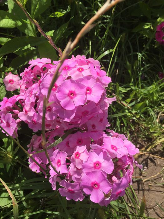 Посадочный материал флоксов