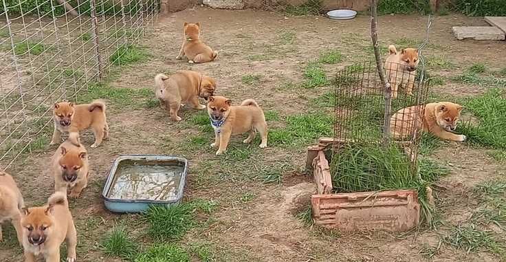 Продавам шиба ину женски кученца