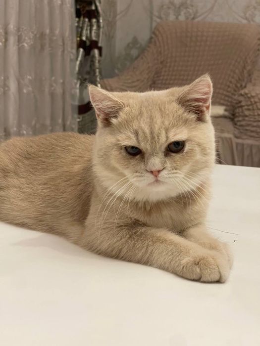 Skotish strite 5 oylik