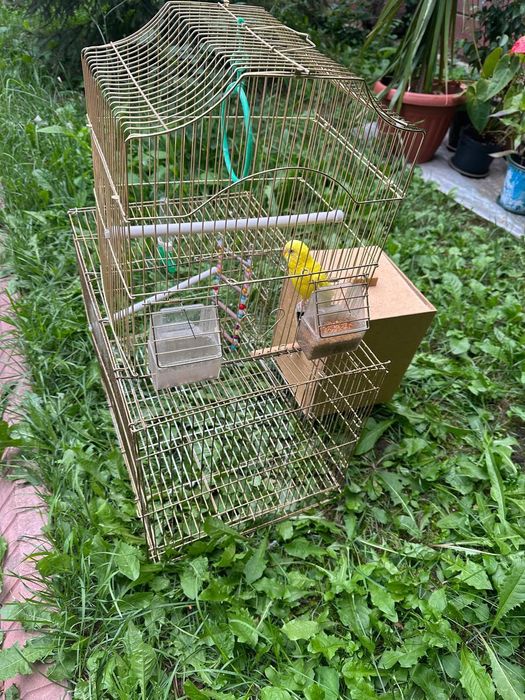 Продам волнистого попугая