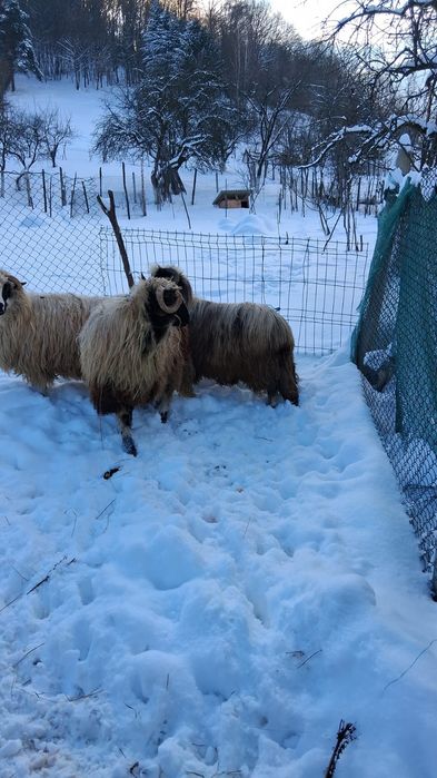 Vând țap la 550lei și berbec la 1400lei prețul este ușor negociabil