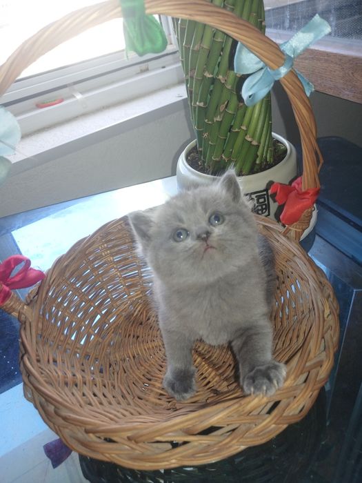 Срочно котята ищут новый дом