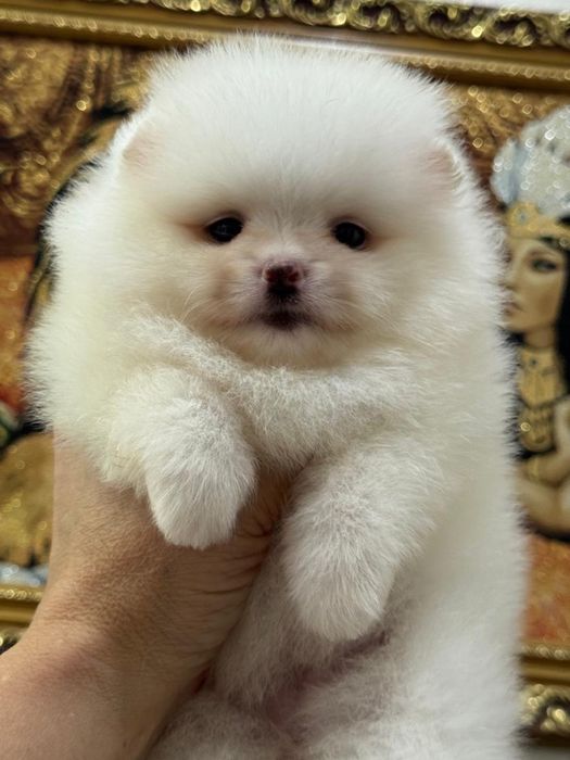 Супер щеночки шиица