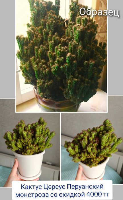 Кактус суккуленты комнатные цветы