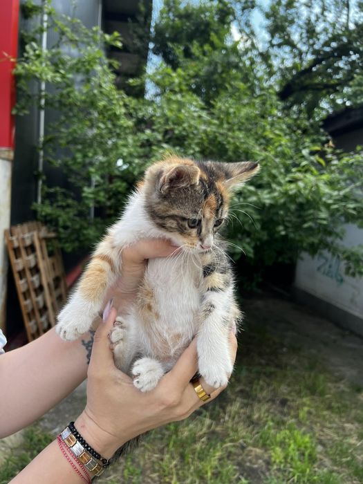 Подаряват се котенца