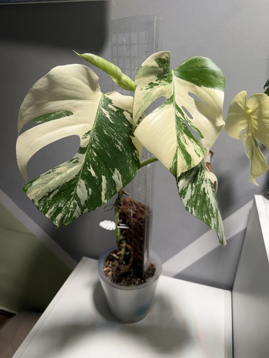 Монстера альба на тотеме