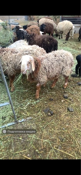 Кой сатылады кошкарлар бар токты бар