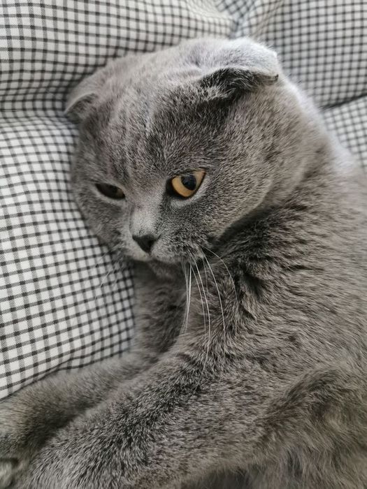 Скотч мушуги зотли