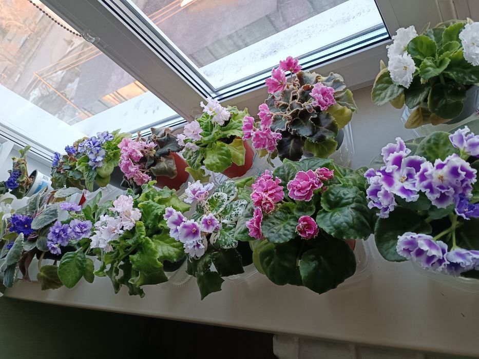 Фиалки   сортовые