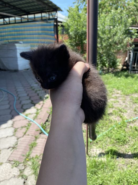 Отдам котят в хороший руки