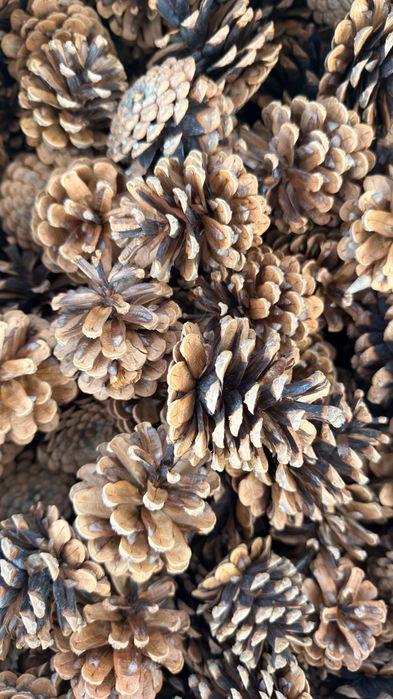 Шишки крымской сосны