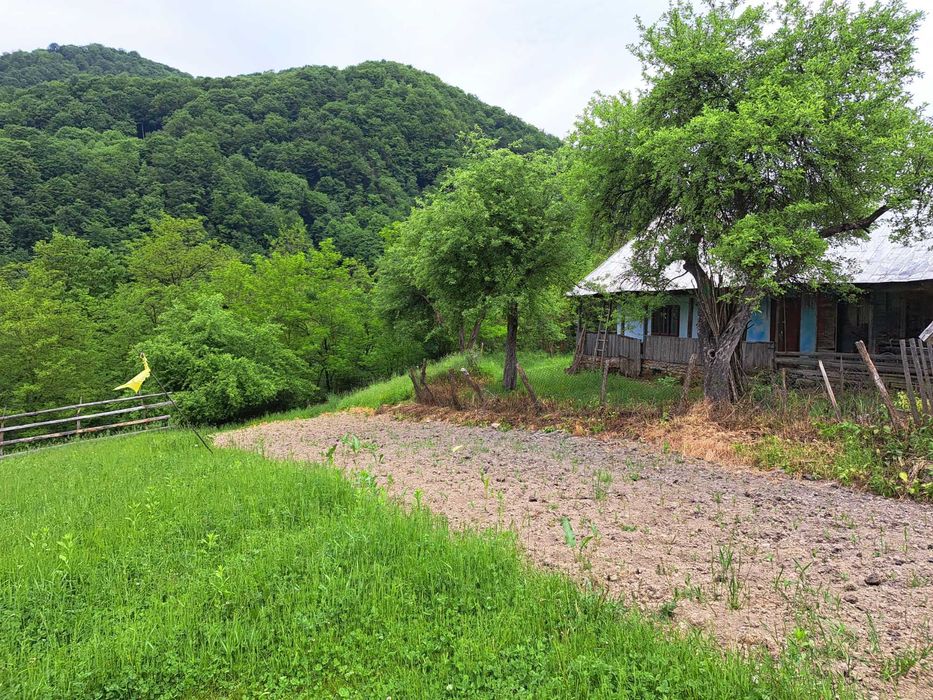 Casa cu teren si padure