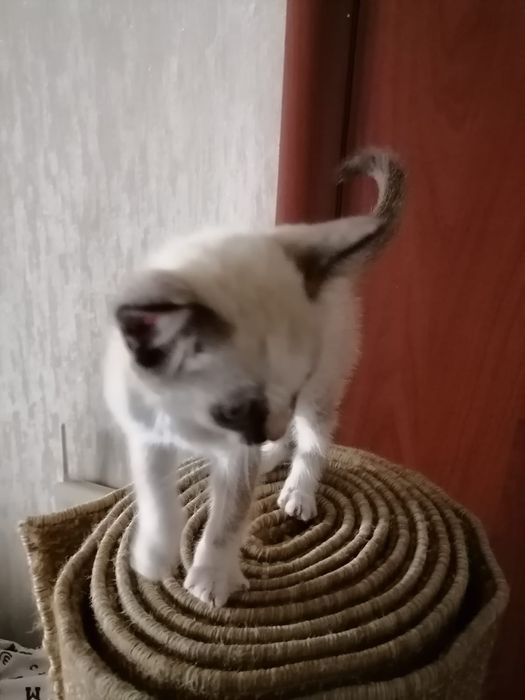 Красивый котенок в добрые руки