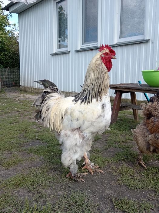 Продам петуха брама