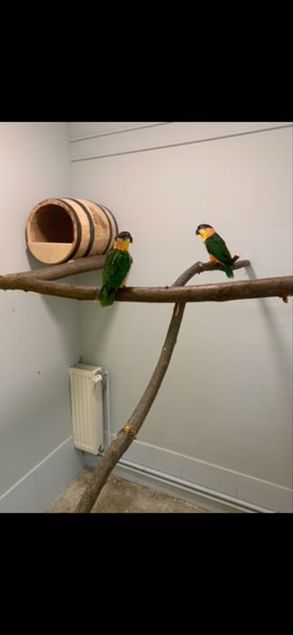 Papagali caique & amazon
