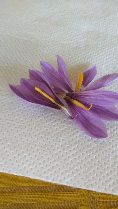 Продавам  Български шафран