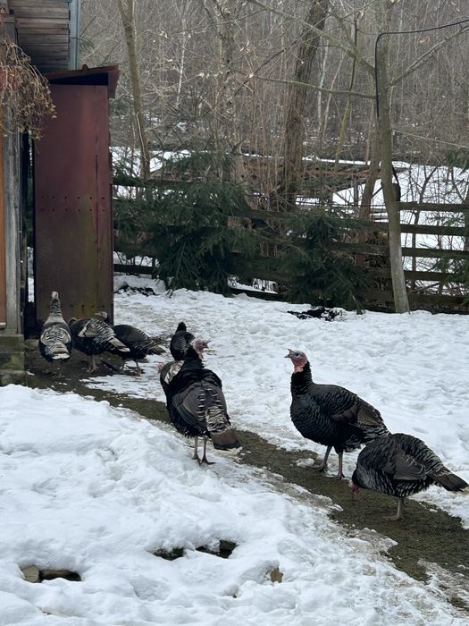 Curcan si curca pentru reproducere