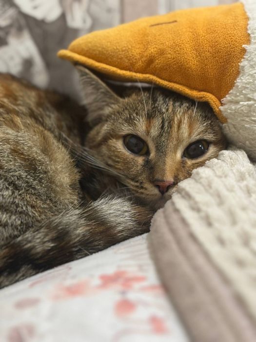 Бесплатно отдам кошку