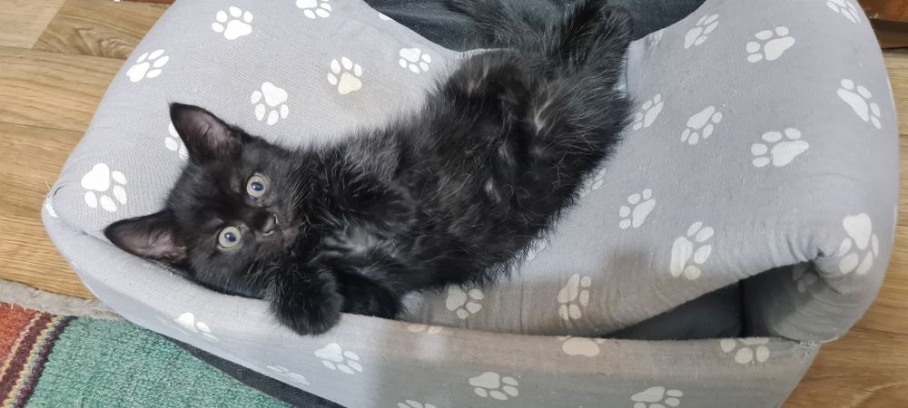 Отдам красивого котенка