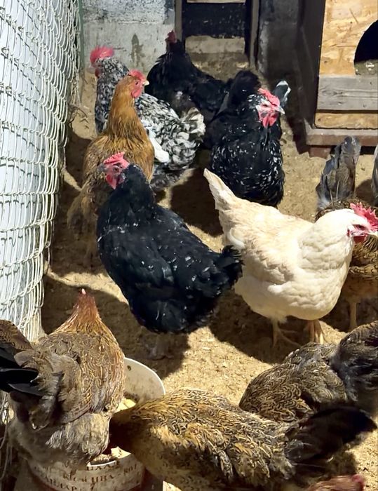 Разнопородные Курочки