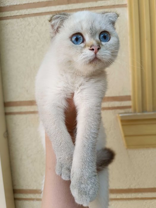 Mushukchalar sotiladi