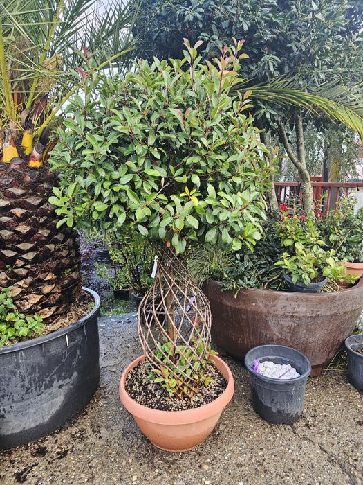 Maslin leilandy phoetinia eonymous Camelia spirale ponpon