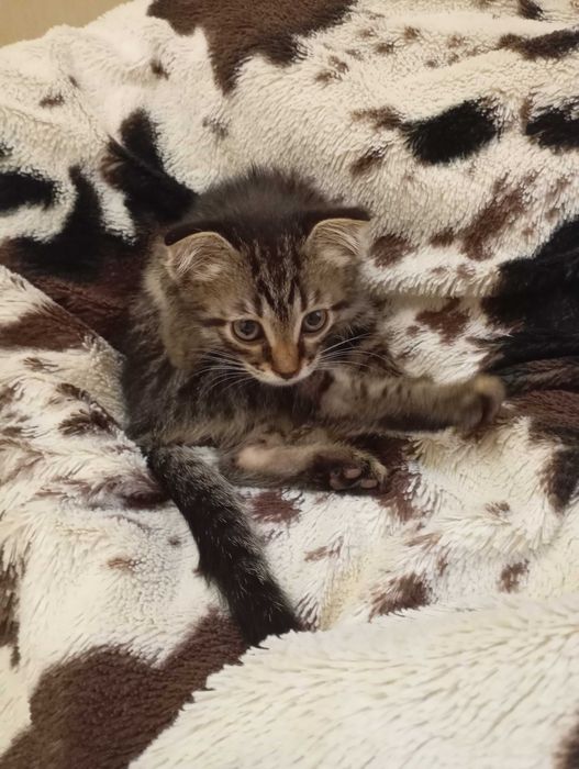 Отдам  веслоухого котика