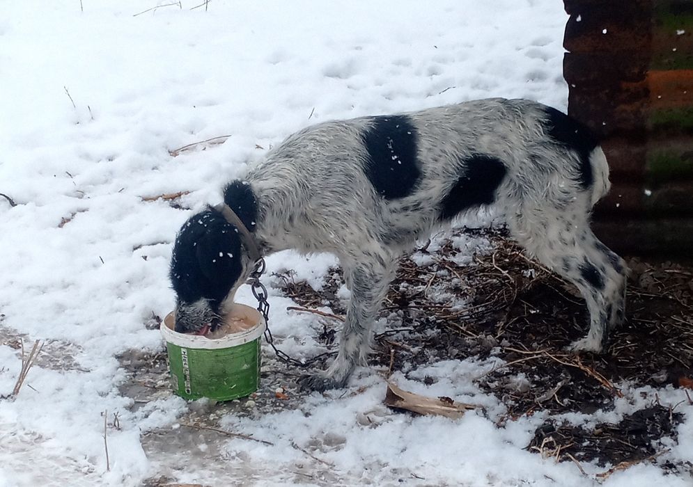 Дратхаары кобель и сука