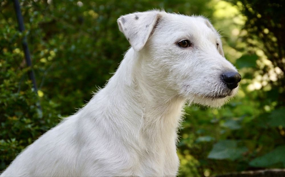 Буля — тёплая и спокойная собака